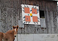 Hudson's Quarter Horses And Paints's logo Hudson's Quarter Horses And Paints's Company logo