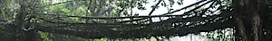 Livingrootbridge's logo Livingrootbridge's Company logo