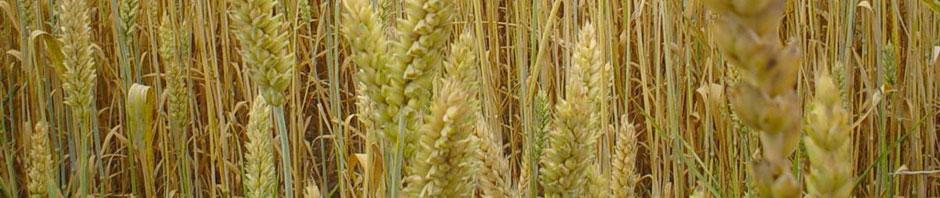 Indian Seed Congress