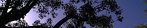 Julie Rieman Duck's logo Julie Rieman Duck's Company logo