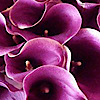 Kern Pl Florist's logo Kern Pl Florist's Company logo