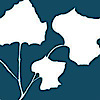 Kikuchi And Associates