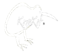 Kiwikit