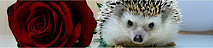 La Web De Los Erizos's logo La Web De Los Erizos's Company logo