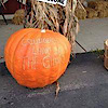 Land Of The Giants Pumpkin Farm's logo Land Of The Giants Pumpkin Farm's Company logo