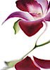 Les Orchidees Hotel's logo Les Orchidees Hotel's Company logo