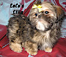 Locoshihtzu's logo Locoshihtzu's Company logo