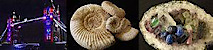 London Fossils Crystals