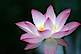 Lotus Center Of Healing
