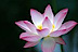 Jacksonville Acupuncture Clinic's Competitor - Lotus Center Of Healing logo