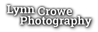 Lynn Crowe Photography's logo Lynn Crowe Photography's Company logo