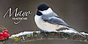 Mayo Healthcare's logo Mayo Healthcare's Company logo