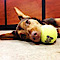 Mel And Bellatrix's Pawsitive Dog Training