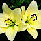 Michelesflowersbransonmo