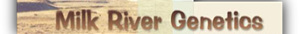 Milk River Genetics's logo Milk River Genetics's Company logo
