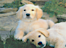 Milliganvalleydogtraining