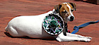 Mountain Dog Wear's logo Mountain Dog Wear's Company logo