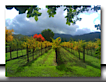 Napa Valley Adventure Tours