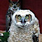 New Jersey Association Of Wildlife Rehabilitators - N.j.a.w.r