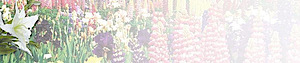 Sheilareadspalms's logo Sheilareadspalms's Company logo