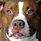 8 O'clock Ranch's Competitor - No Kill New York logo
