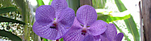 Orchid Feng Shui's logo Orchid Feng Shui's Company logo