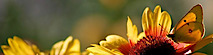 Our Butterflies For Hope's logo Our Butterflies For Hope's Company logo