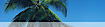 Palm Techologies