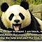 Panda Travel New York