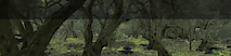 Peter Garland's logo Peter Garland's Company logo