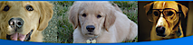 Pets First Animal Clinic's logo Pets First Animal Clinic's Company logo