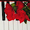 Pianolific