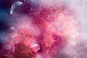 Pintcake's logo Pintcake's Company logo