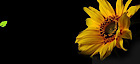 Pdapartment's logo Pdapartment's Company logo