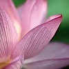 Purity Spa