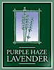 Purple Haze Lavender