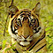 Ranthambhore National Park