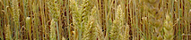 Riceclima's logo Riceclima's Company logo