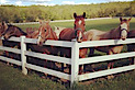 Rocky Fork Ranch's logo Rocky Fork Ranch's Company logo