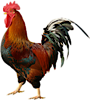 Rooster's Caf's logo Rooster's Caf's Company logo