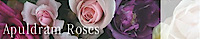 Apuldramroses