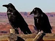 Sadler Wilderness Coaching's logo Sadler Wilderness Coaching's Company logo