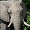Great Safaris's Competitor - Safari Guides, Inc. logo