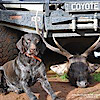 Sambarman Kennels - German Wirehaired Pointers & Jagd Terriers