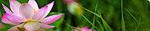 San Francisco Integrative Medicine
