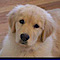 Sapphire Goldens