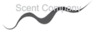 Scent Company