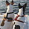 See Spot Spoiled, A Full Service Pet Care Company
