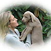 Silver Brook Kennel's logo Silver Brook Kennel's Company logo