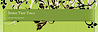 Spirit Tree Yoga Studio's company profile